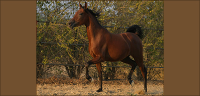 Stati generali del cavallo in Sicilia. Realtà e prospettive di sviluppo