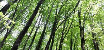 La prof.ssa Picone componente del Tavolo Tecnico-Scientifico su alberi monumentali e boschi vetusti 